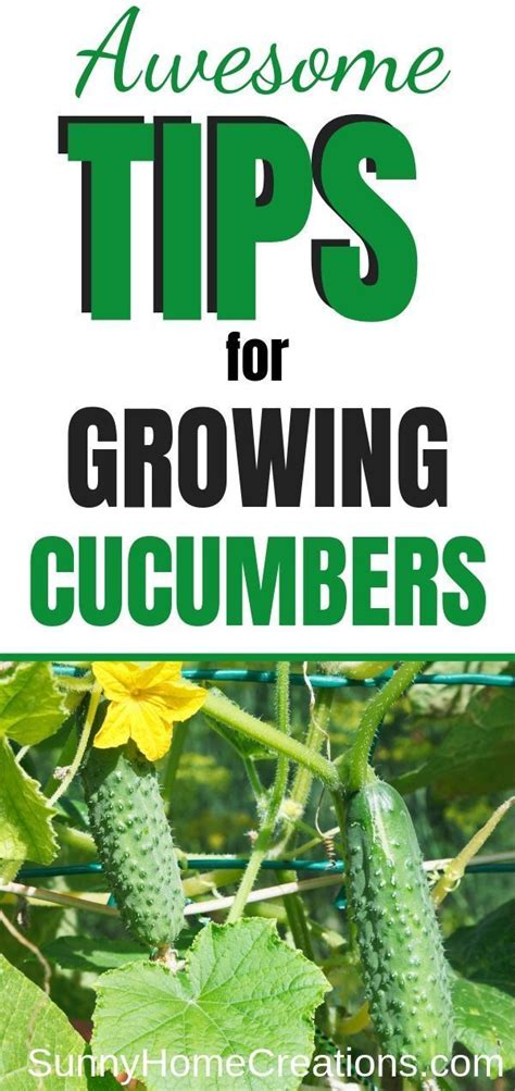 Awesome Tips For Growing Cucumbers Artofit