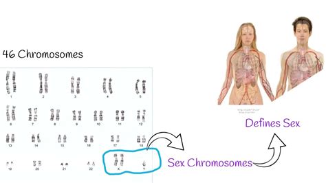 Xxy Chromosome Women