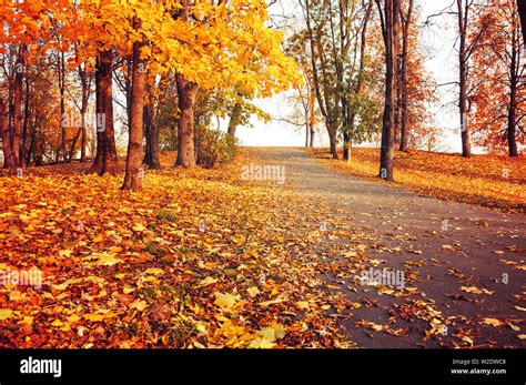 Autumn Leaves Scenery