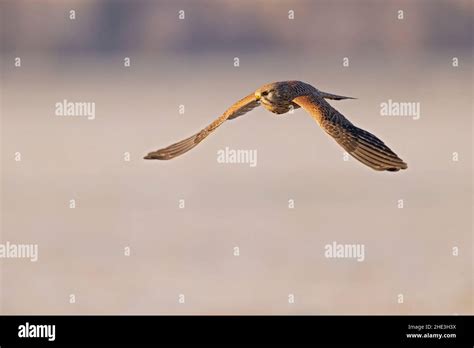 A Common Kestrel Falco Tinnunculus In Flight Stock Photo Alamy