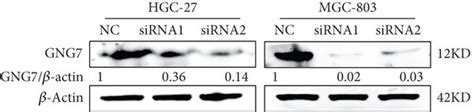 Cdr1as Upregulates Gng7 A Target Of Mir 876 5p A Rt Qpcr Analysis