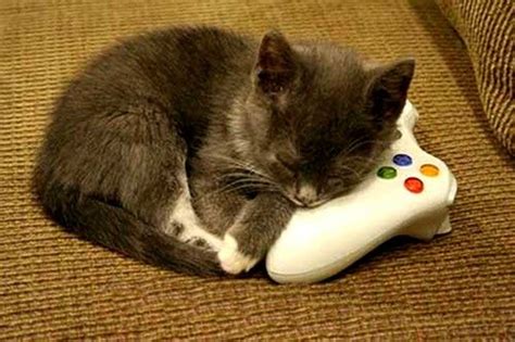 Cute Cat Gamer Animals Gamer Cat Cats And Kittens