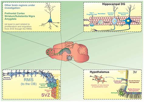 Frontiers Beyond The Hippocampus And The Svz Adult Neurogenesis