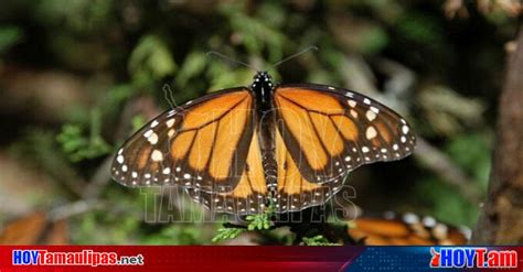 Hoy Tamaulipas Disminuye Presencia De Mariposa Monarca En Bosques De