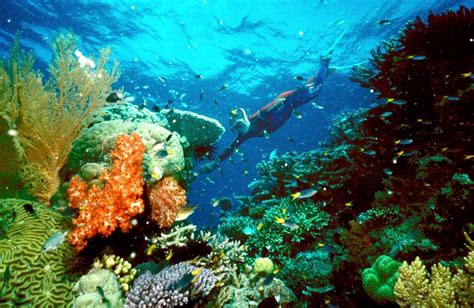 Great Barrier Reef Severely Damaged By Bleaching | HuffPost News