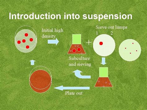 Cell Suspension Culture Cell Suspension Culture When Callus