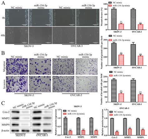 MiR 134 3p Inhibits Cell Migration Of SKOV 3 And OVCAR 3 Cells SKOV 3