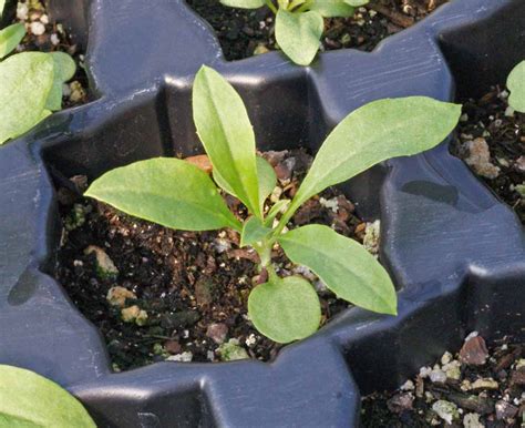 Cheiranthus Allionii Seedling