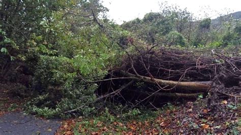 Grosso Albero Cade Sulla Carreggiata Strada Chiusa