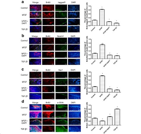 Relationships Of Bfgf And The Notch1 Jagged1 Pathway And Download Scientific Diagram