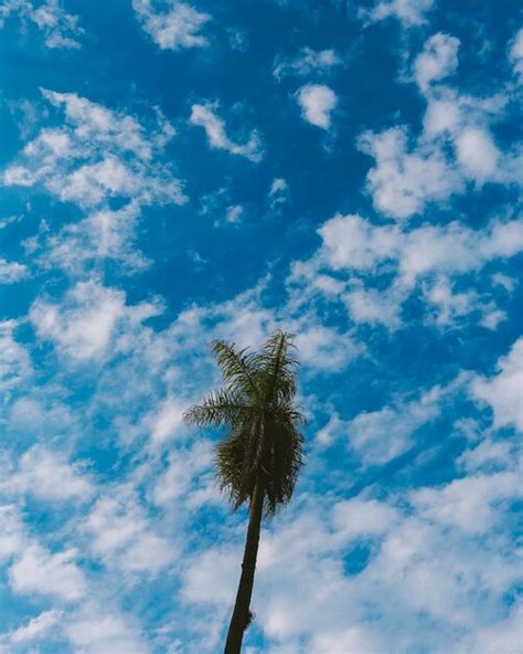 Premium Photo Low Angle View Of Palm Tree Against Blue Sky