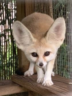 Female Fennec Fox for Sale