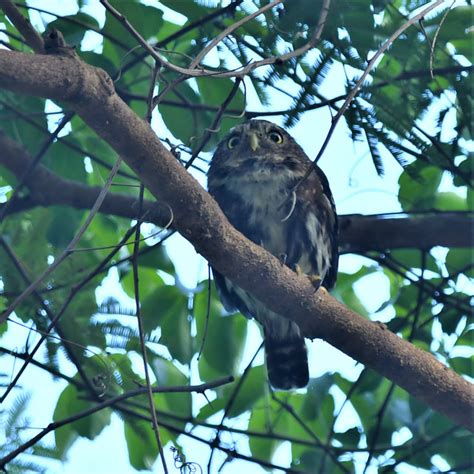 Foto Cabur Glaucidium Brasilianum Por Carlos Alberto Colzato Wiki