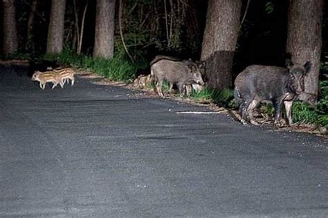 Matera Invasione Cinghiali Ugl Ora Si Rischia Anche La Peste Suina