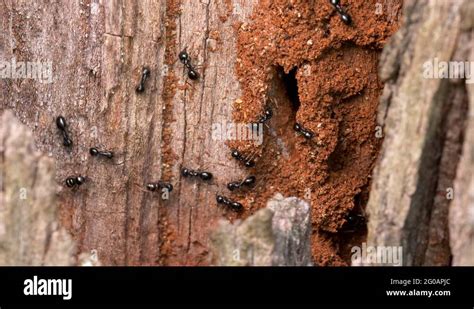 Jet Black Ants Lasius Fuliginosus Stock Videos Footage Hd And K