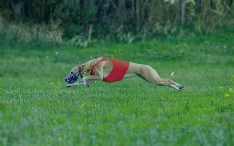 Como Apostar Em Galgos Na Bet Aposta