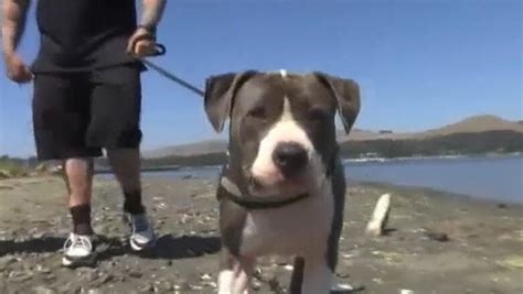 Pitbull Fights Off Six Foot Shark To Save Owner Iheart