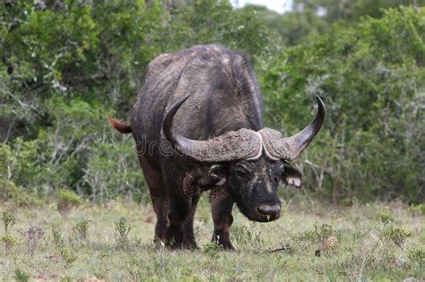 Cape Buffalo Stock Photo Image Of Animal Field Travel 7492516