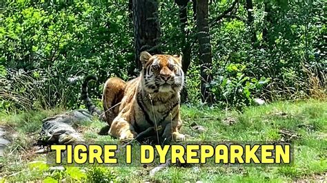 Tiger I Dyreparken I Kristiansand Youtube