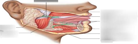 PARTS - DIGESTIVE GLANDS Diagram | Quizlet