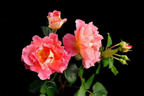 Knock Out Roses Are a Gardener's Dream Come True - Birds and Blooms