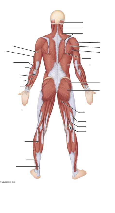 Posterior Muscle Quiz Diagram Quizlet