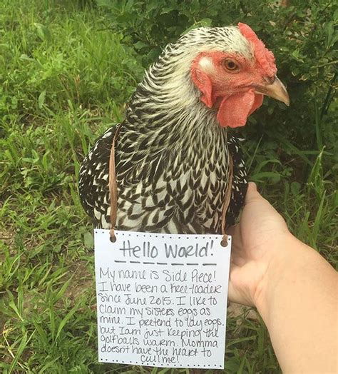 Farmers Are Shaming Their Chickens For Their Crimes And Its Too