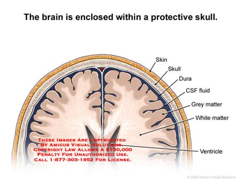 Amicus Illustration Of Amicusanatomybrainskullduracsfgreymatter