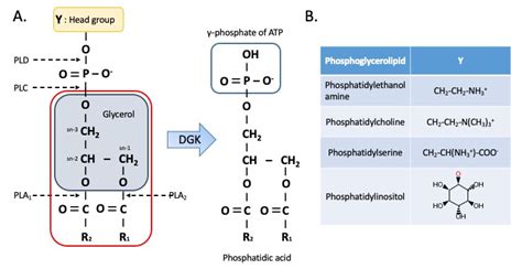 Ijms Free Full Text Beyond Lipid Signaling Pleiotropic Effects Of