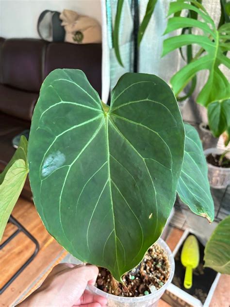 Anthurium King Of Spades Hybrid Furniture Home Living Gardening