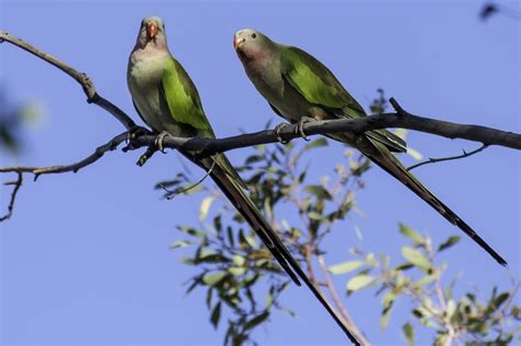 Wipu Wara (Princess Parrot) | Friends of the Great Victoria Desert