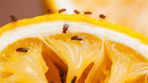 COMO ELIMINAR LOS MOSQUITOS DE LA FRUTA El Truco Infalible Para