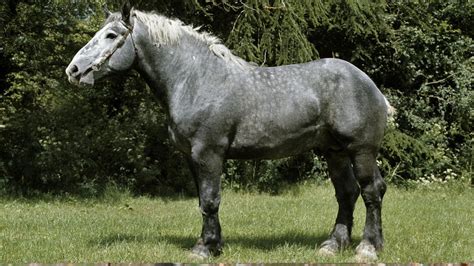 Percheron Horse Breed Colors Size Origin W Pictures