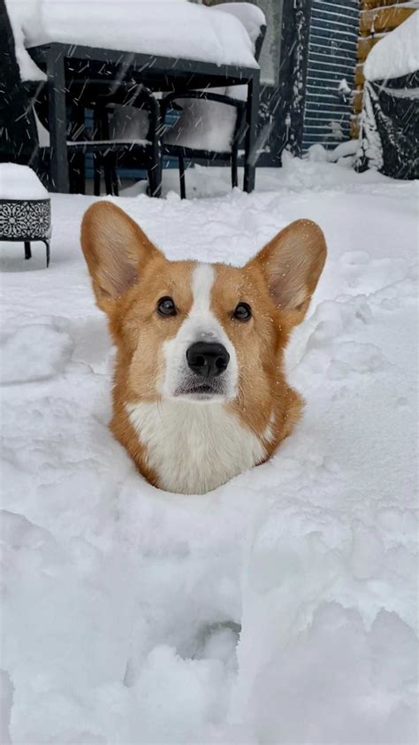 Topithecorgi On Instagram The Struggle Of Short Legs Is Real 🥴