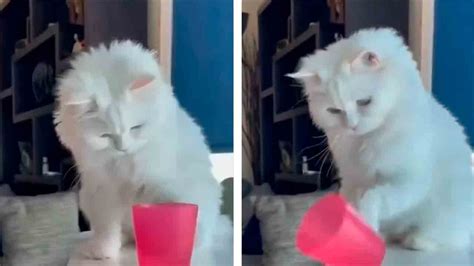 Video Captures The Destructive Power Of Cats Pet E Pop