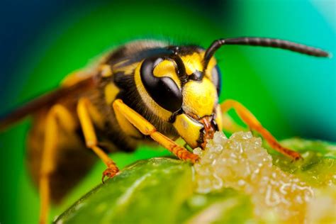 Wasp Pest Control The Rise Of The Queen Wasps