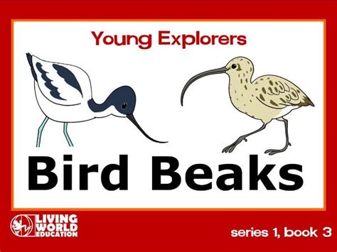 Bird Beaks Ebooks Teaching Resources