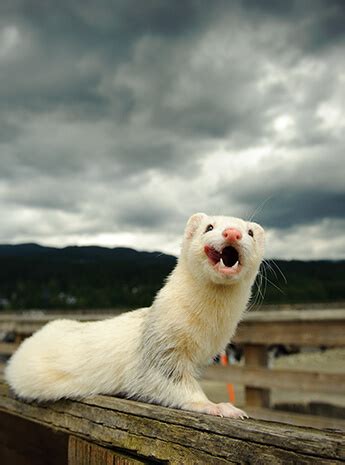 Is There Such A Thing As A Wild Ferret? | Ferret-World