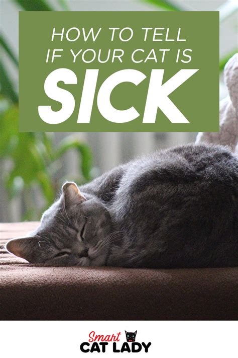 How To Tell If A Cat Is Sick Wiringcable