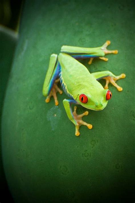 Red Eyed Tree Frog