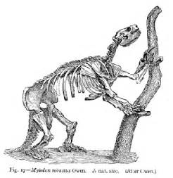 Synapsida: Ground Sloths and the Size of Fossils