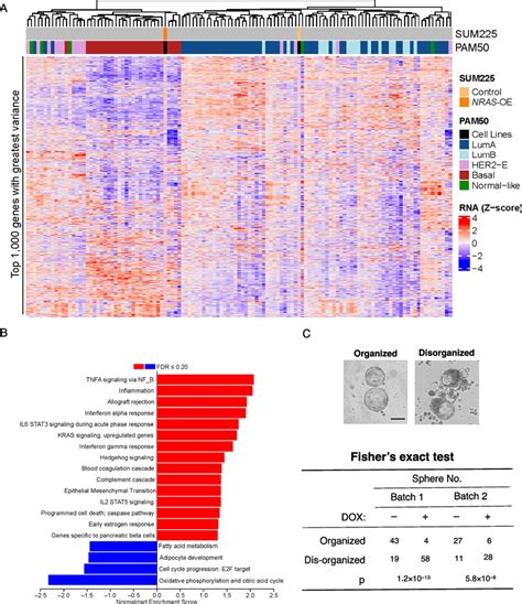 NRAS Overexpression Induces Basal Like Features In A Human Luminal DCIS