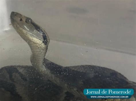 Menino De Anos Picado Por Jararaca E Levado Ao Hospital Em