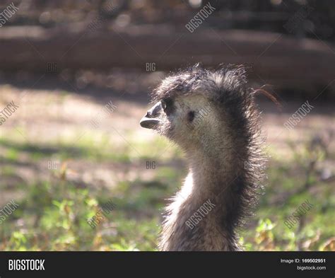 Australian Emu Big Image & Photo (Free Trial) | Bigstock