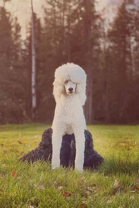 Galavanting Puppy Update: The poodle puppies play outside and meet new ...