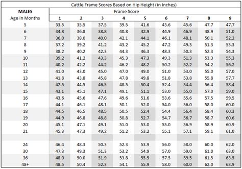 How To Calculate Target Slaughter Weights For Your Beef Cattle