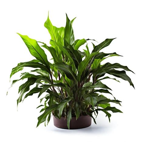 Premium Photo Beautiful Houseplant In Pot Isolated On White