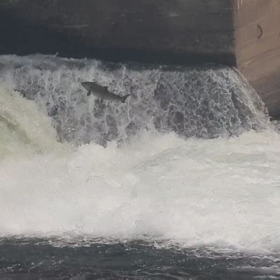 Agencies extend Winchester Dam’s harmful shutdown of North Umpqua salmon and steelhead migration ...