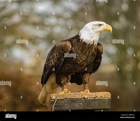 Birds Of Prey Stock Photo Alamy