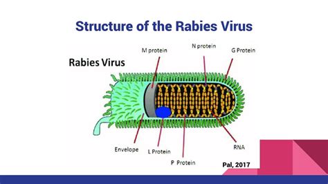 Ppt Rabies Effect Mechanism And Treatment Powerpoint Presentation